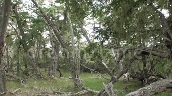 在阿根廷巴塔哥尼亚干燥的树根和树枝交织在地上视频的预览图