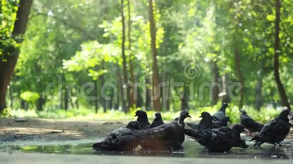 阳光明媚的一天在森林公园鸽子是池塘里缓慢运动的饮用水1920x1080视频的预览图