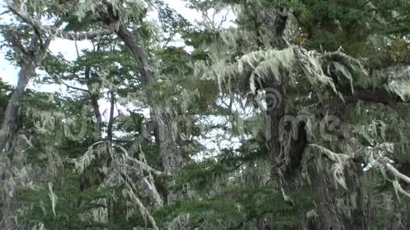 在阿根廷巴塔哥尼亚干燥的树根和树枝交织在地上视频的预览图