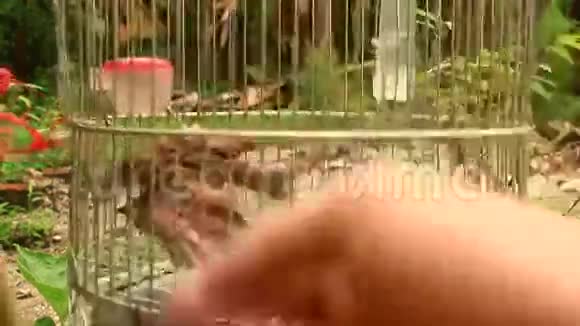 笼子里的麻雀视频的预览图