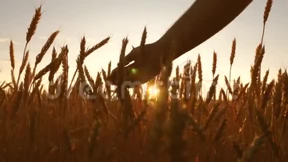 农业工人检查一块熟麦地农民的手在日落时触摸小麦的耳朵麦田里的农夫视频的预览图