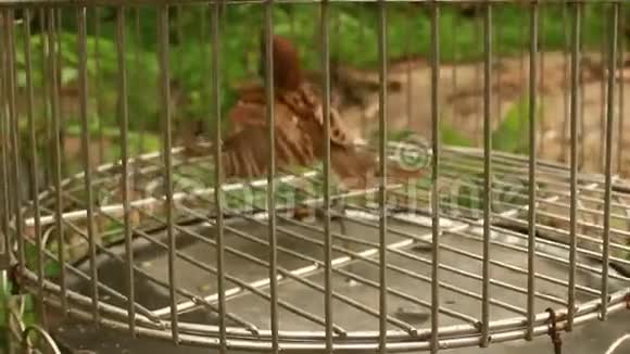 笼子里的麻雀视频的预览图