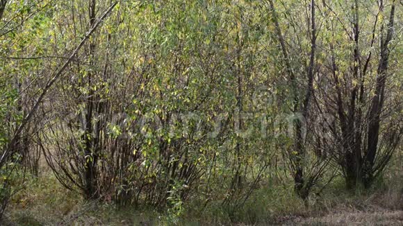 阴天初秋的柳树灌丛视频的预览图