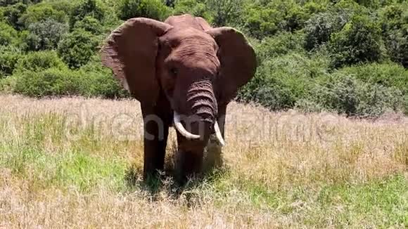 非洲大象挥舞耳朵视频的预览图