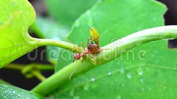 在绿色植物上接近红色蚂蚁的镜头视频的预览图