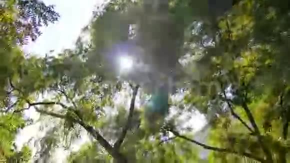 太阳躲在树的上方阳光透过风叶的吹拂视频的预览图