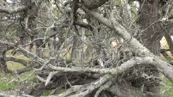 在阿根廷巴塔哥尼亚干燥的树根和树枝交织在地上视频的预览图