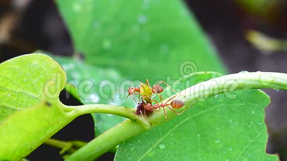 在绿色植物上接近红色蚂蚁的镜头视频的预览图