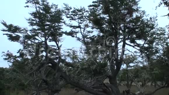 在阿根廷巴塔哥尼亚干燥的树根和树枝交织在地上视频的预览图