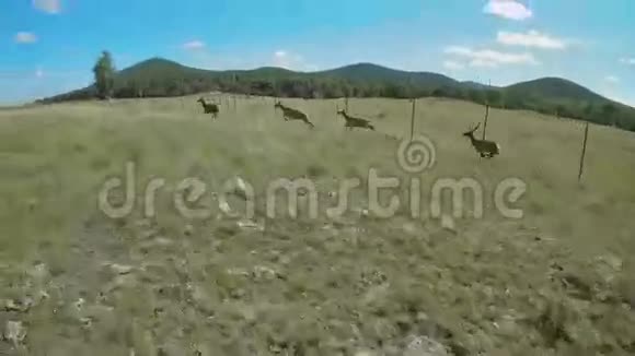 一群年轻的鹿跑过田野视频的预览图