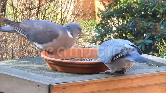 两只鸽子鸽子大的饲料喂鸟的食物冬天春天视频的预览图