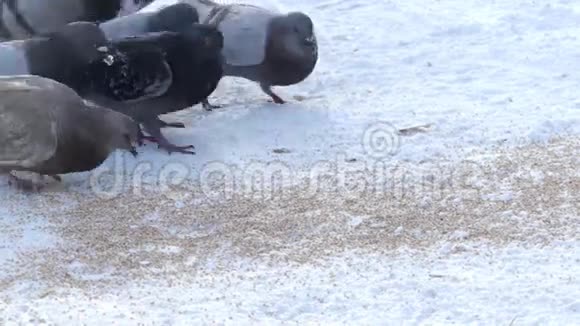 很多灰鸽子冬天在外面吃麦片视频的预览图