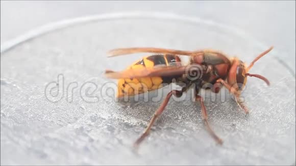 大黄蜂孤立宏维斯帕蟹视频的预览图