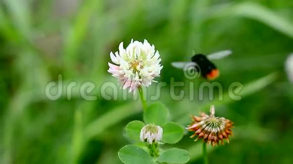 大黄蜂在草地上采蜜绿草和白三叶草花视频的预览图