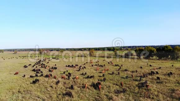 在草地上绿草如茵的田野上许多棕黑色的家系繁殖的奶牛公牛正在放牧在农场夏日温暖视频的预览图