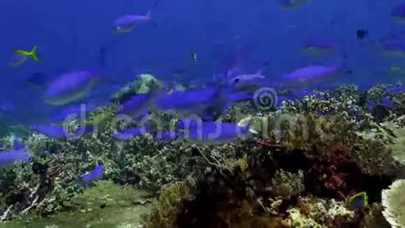许多蓝鱼在礁石上寻找食物视频的预览图