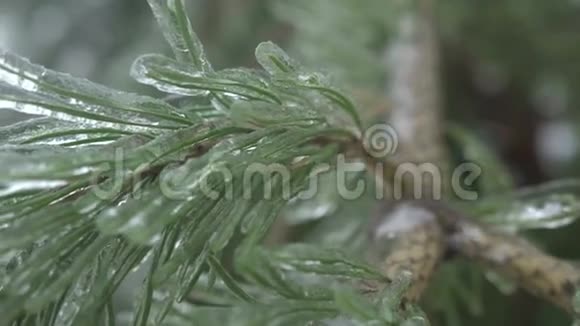 树上结了冰冻雨视频的预览图
