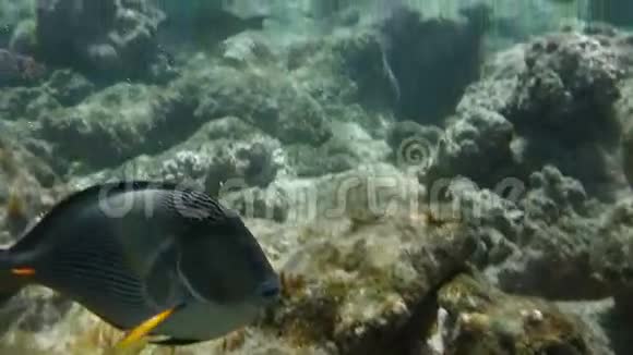 海洋居民珊瑚礁中的海藻外科医生视频的预览图