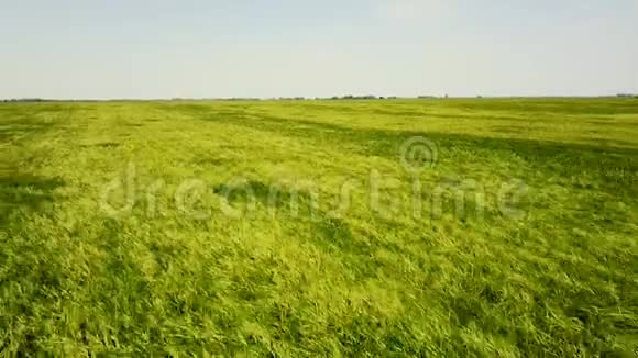 在美丽的农田里飞过绿色的小麦阳光照亮了田野绿色麦田视频的预览图
