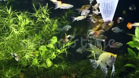 鱼群在水族馆水族馆墙上吃食物视频的预览图