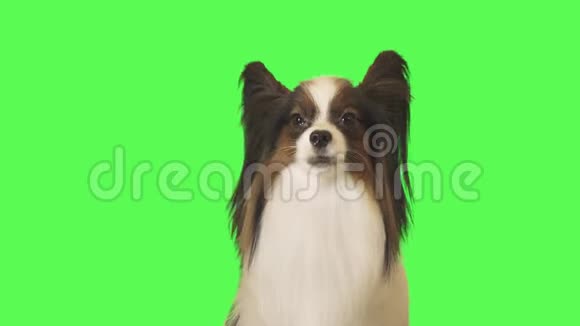 美丽的狗Papillon在绿色背景的股票视频上与摄像机交谈视频的预览图