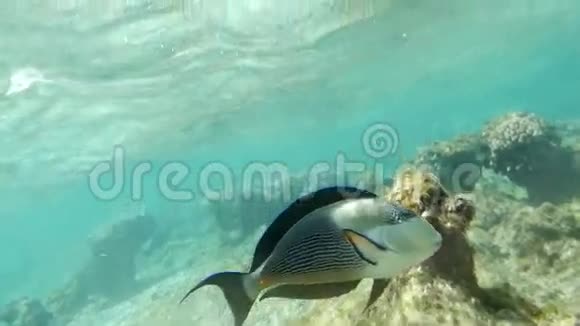 海鱼在珊瑚礁里游泳视频的预览图