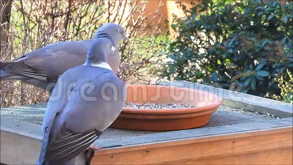 两只鸽子鸽子大的饲料喂鸟的食物冬天春天视频的预览图