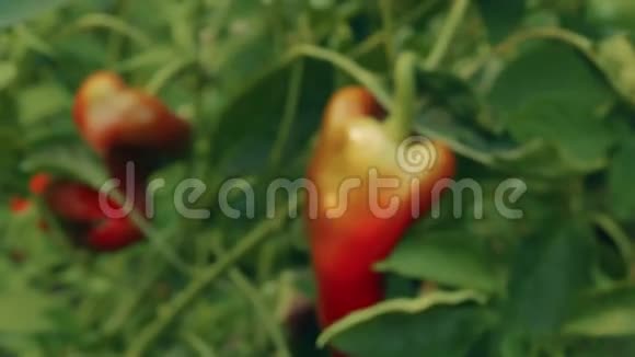 本地生产的绿色叶面有机红辣椒滑块放大镜头视频的预览图