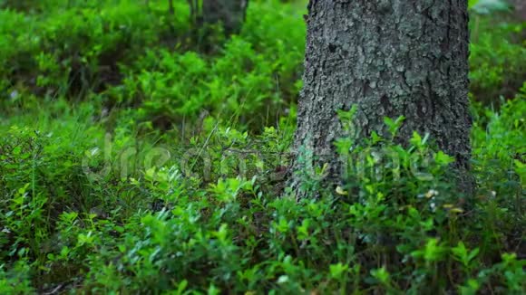 野生森林中的松树和灌木视频的预览图