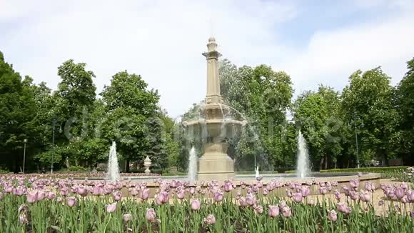 公园有喷泉和郁金香视频的预览图