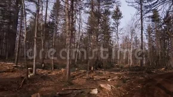 伐木工防护工砍柴木材树视频的预览图