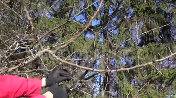 戴黑手套的园丁在春天修剪苹果树视频的预览图