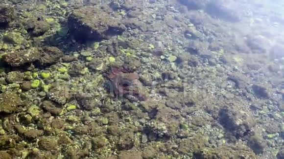 章鱼在海床上爬行视频的预览图