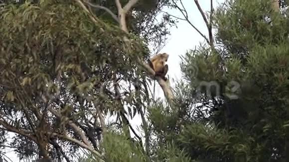 蜘蛛猴坐在树上视频的预览图