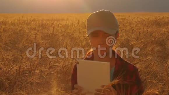 妇女农学家与一片研究小麦作物在田间一位农民妇女在麦田里拿着一块药片干活视频的预览图