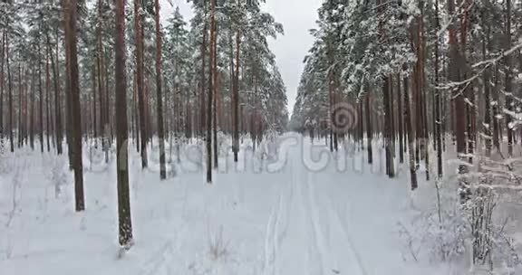 4鸟瞰图在北方的冬季森林里飞行视频的预览图