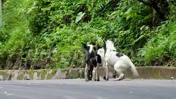 狗妈妈和小狗在路上视频的预览图