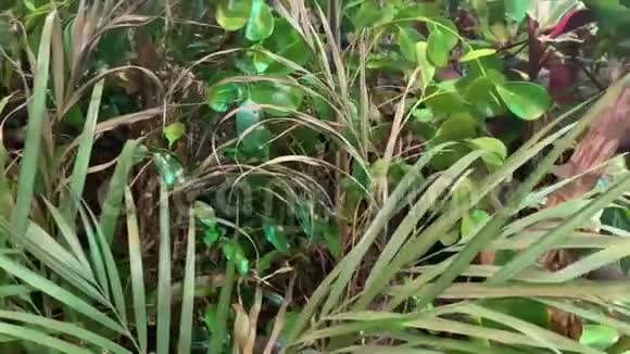 在无法通行的丛林中茂密的植物丛视频的预览图