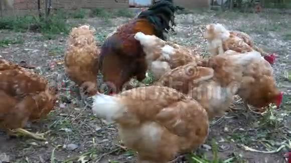 希腊农场里的鸡视频的预览图