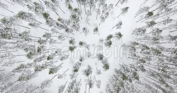 4鸟瞰图在北方的冬季森林上空飞行视频的预览图
