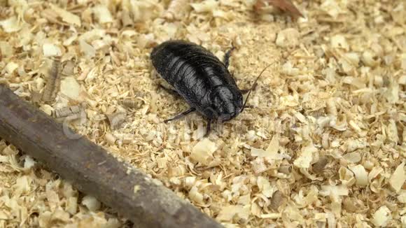 马达加斯加蟑螂在木屑中蠕动视频的预览图
