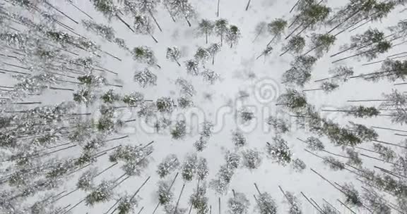 4鸟瞰图在北方的冬季森林上空飞行视频的预览图