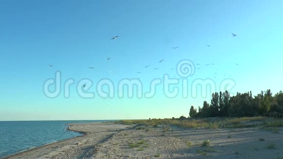海滩上的一群海鸥在镜头前飞翔视频的预览图