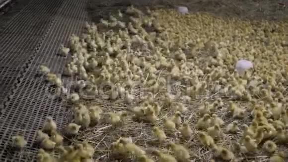 小鸭子在农场里跑来跑去视频的预览图