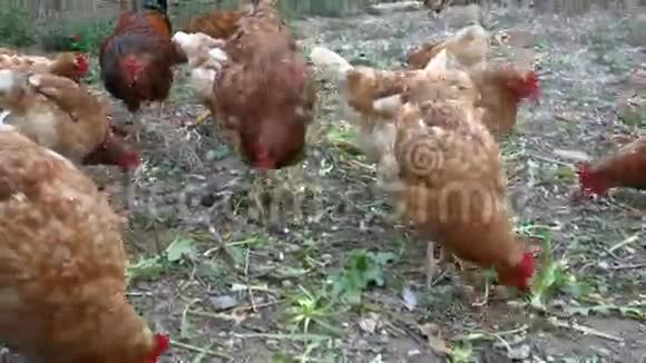 希腊农场里的鸡视频的预览图