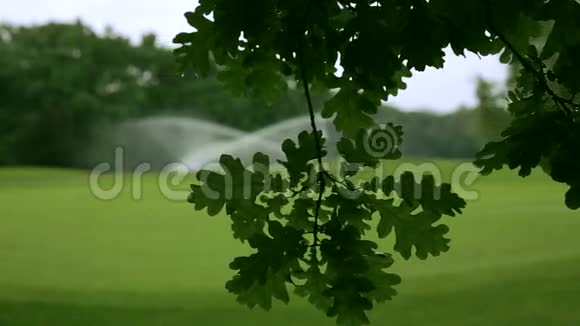 一棵橡树在草地前的树枝上洒满了洒水视频的预览图