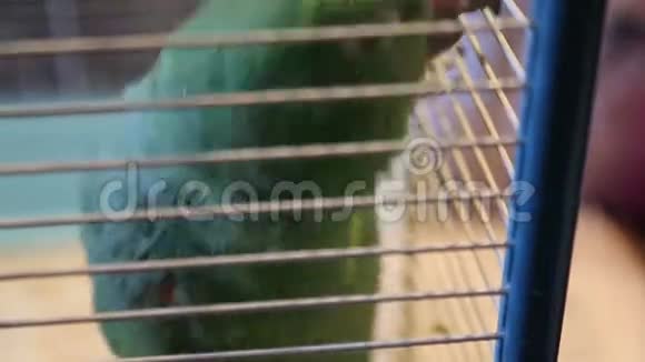 动物收容所鹦鹉住在笼子里视频的预览图