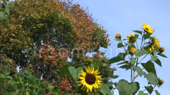 枫树有五颜六色的叶子和向日葵花改变焦点4K视频的预览图
