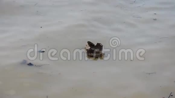 垃圾漂浮在塔皮河上视频的预览图