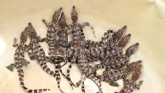 婴儿鳄鱼多个婴儿鳄鱼在碗中的宽镜头视频的预览图